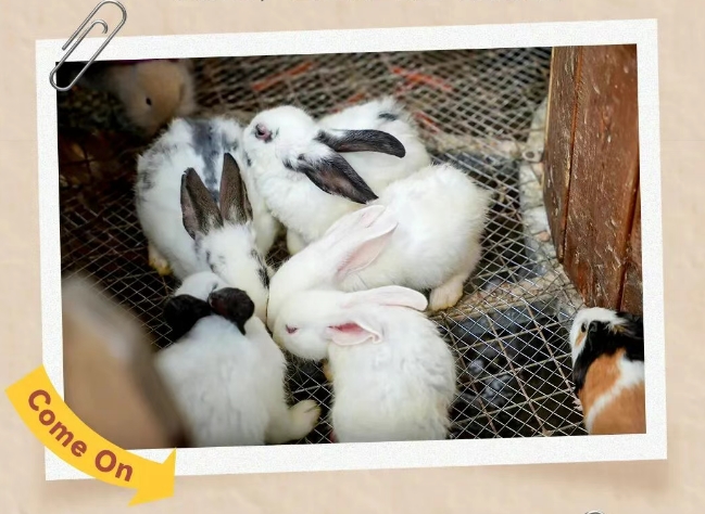 珠海海泉湾错峰畅玩冬日遛娃指南 从早嗨到晚