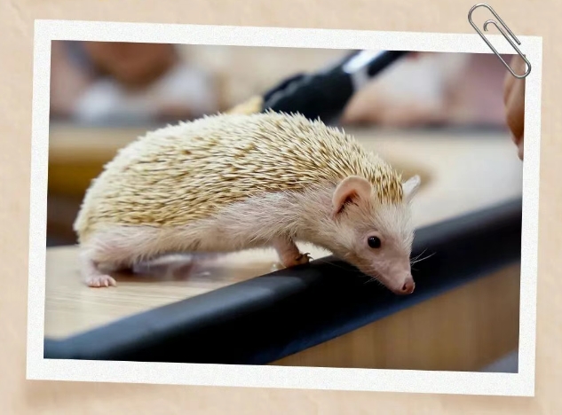 珠海海泉湾错峰畅玩冬日遛娃指南 从早嗨到晚
